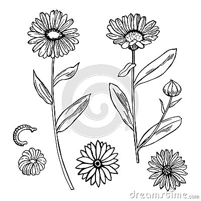 Calendula. Medicinal herbs. Vector Illustration