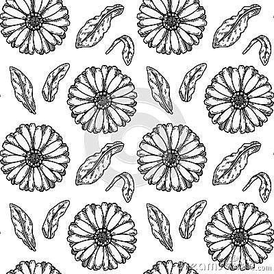 Hand drawn calendula seamless pattern. Medicinal plant botany design. Vector illustration in sketch style Vector Illustration