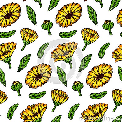 Hand drawn calendula seamless pattern. Vector illustration in colored sketch style. Botany background with summer flowers Vector Illustration