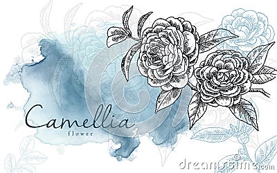 Realistic Hand drawn camelia flower illustration with elegant watercolour background Vector Illustration
