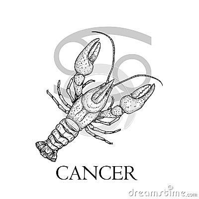 Hand drawn Cancer. Zodiac symbol in vintage gravure or sketch style. cancer or lobster. Retro astrology constellation drawing. Mys Vector Illustration