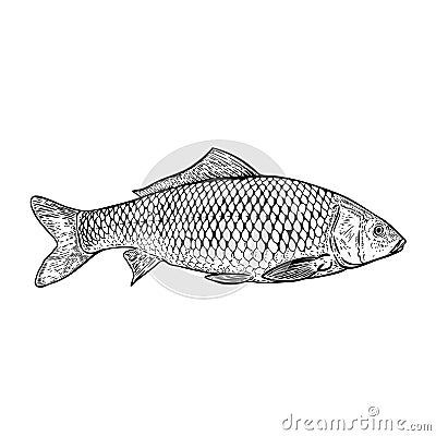 Hand drawn carp fish illustration. Vector Illustration