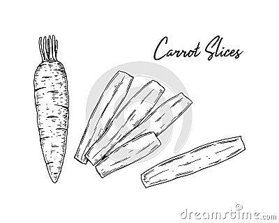 Hand drawn carrot slices. Vector illustration in sketch style Vector Illustration