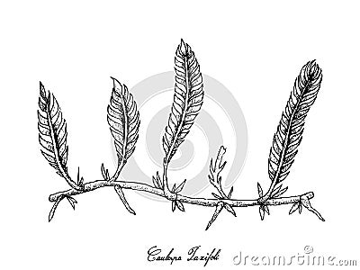 Hand Drawn of Caulerpa Taxifoli Seaweed on White Background Vector Illustration