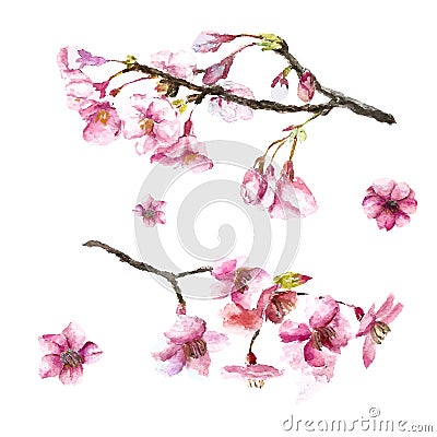 Hand Drawn Cherry Blossoms. Vector Illustration