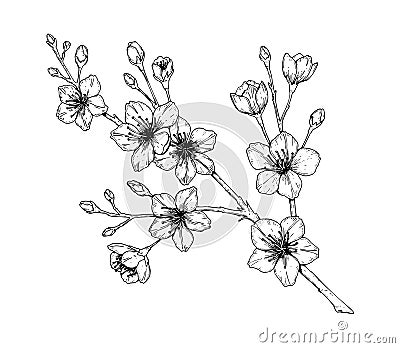 Hand drawn cherry branch in bloom. Vector illustration in sketch style. Vintage spring flowers Vector Illustration