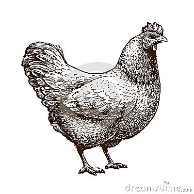 Hand-drawn chicken, hen. Poultry, broiler, farm animal. Vintage sketch vector illustration Vector Illustration