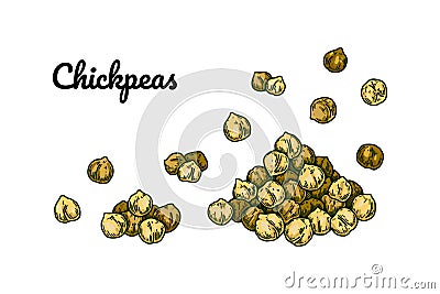 Hand drawn chickpeas beans. Colorful botany vector illustration in sketch style Vector Illustration