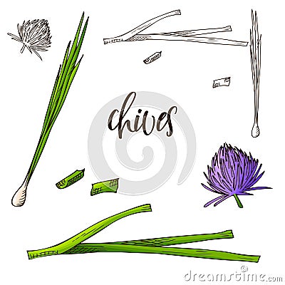 Hand drawn Chives herb. Decorative element in sketch style. Vector illustration Vector Illustration