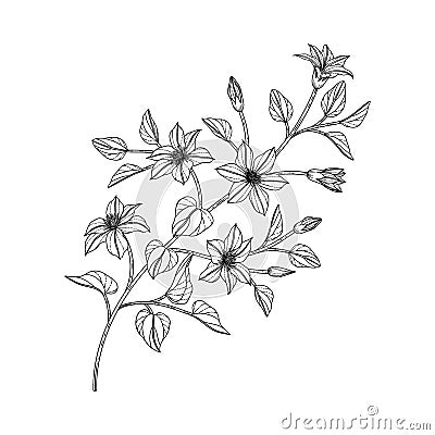 Hand drawn clematis floral illustration Cartoon Illustration