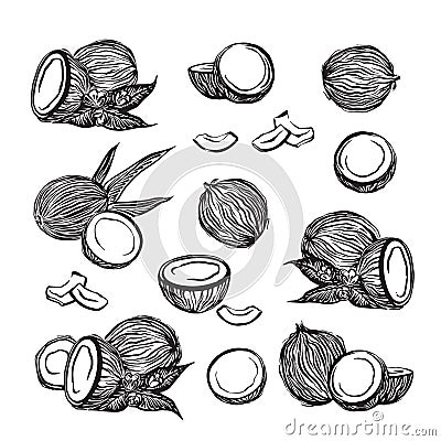 Hand drawn coconuts outline sketch set. Vector black ink drawing coco fruits. Graphic illustration, isolated on white background Vector Illustration