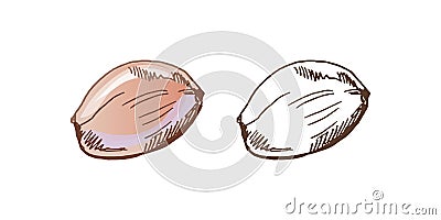 Hand drawn colored and monochrome vector sketch of garlic. Doodle vintage illustration. Decorations for the menu of cafes Vector Illustration