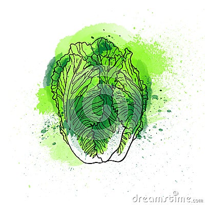 Hand drawn colorful bright fresh romaine lettuce salad cabbage. Stock Photo