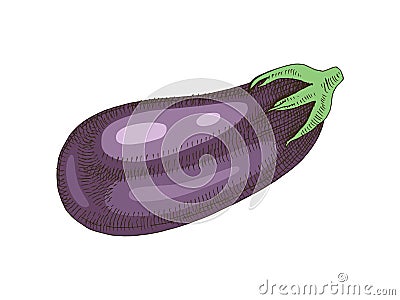 Hand drawn colorful eggplant Vector Illustration