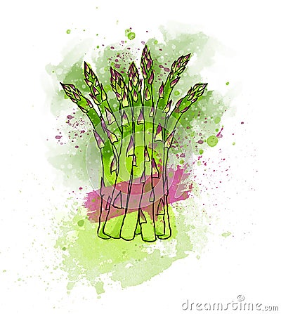Hand drawn colorful green fresh asparagus. Watercolors, white ba Stock Photo