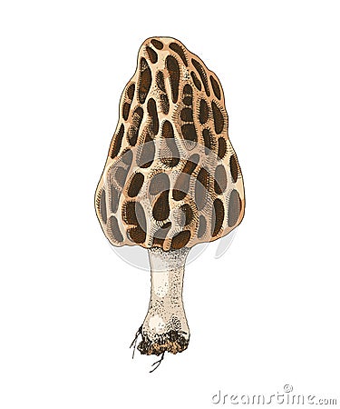 Hand drawn colorful morel mushroom Vector Illustration