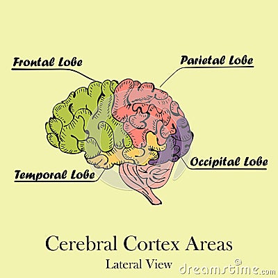 Coloured Human Brain Areas. Lateral View Vector Illustration