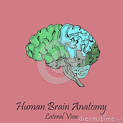 Hand Drawn Coloured Human Brain. Lateral View Vector Illustration