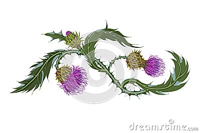 Hand drawn composition of a thistle flower. Milk Thistle isolated on white. Vector Illustration