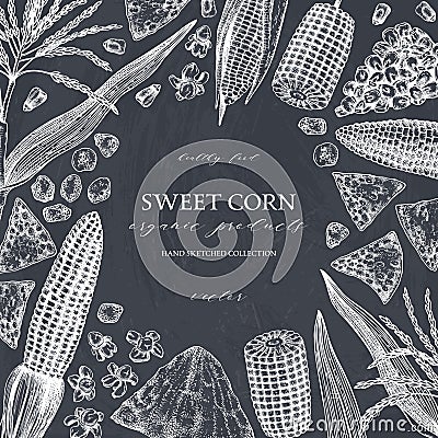 Hand drawn corn design on chalkboard. Vector food sketches. With Maize plant, corn cob and grains. Botanical drawing of vintage Vector Illustration