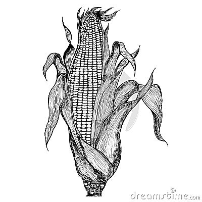 Hand-drawn illustration of corn. Cartoon Illustration