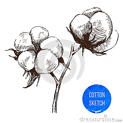 Hand drawn cotton brunch Vector Illustration