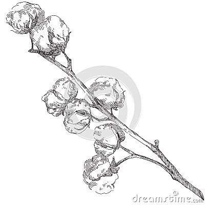 Hand drawn cotton plant Vector Illustration