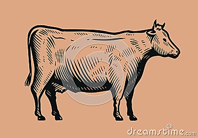 Hand drawn cow in vintage engraving style. Beef, dairy products concept Vector Illustration