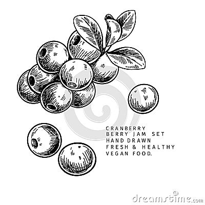 Hand drawn cranberry branch, leaf and berry. Engraved vector illustration. Cowberry, blueberry wild plant. Summer Vector Illustration