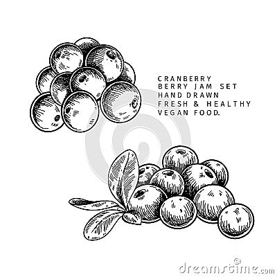 Hand drawn cranberry branch, leaf and berry. Engraved vector illustration. Cowberry, blueberry wild plant. Summer Vector Illustration