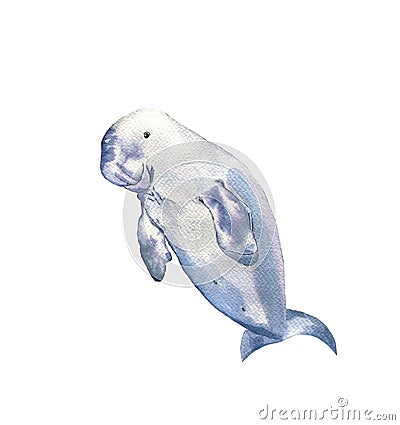 Watercolor rare animal dugong or manatee Stock Photo