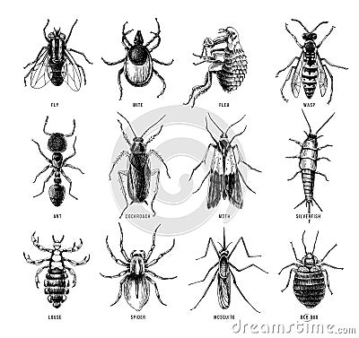 Hand drawn dangerous insects set. Vector Illustration