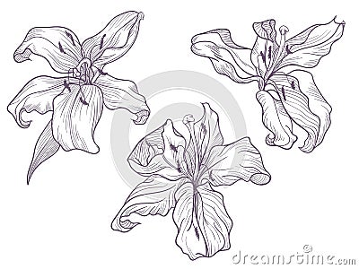 Hand drawn dark lilac lily. Line doodling art. Vector Illustration