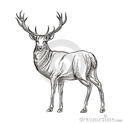 Hand drawn deer Vector Illustration