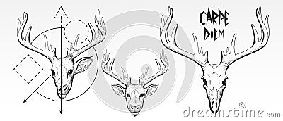 Hand Drawn, deer skull and face silhouette. Vintage deer head vector illustration, scratchboard, engraving, black ink Vector Illustration