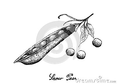 Hand Drawn of Delicious Fresh Snow Peas Vector Illustration
