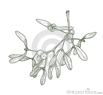 Hand drawn detailed drawing of mistletoe sprig with berries and leaves. Poisonous plant. Traditional winter holiday Vector Illustration