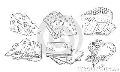 Hand Drawn Different Type of Cheese Set, Organic Dairy Product, Edam, Maasdam, Mozzarella Cheese with Basil Leaves, Cut Vector Illustration
