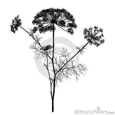 Dill silhouette isolated on white. Vector Illustration