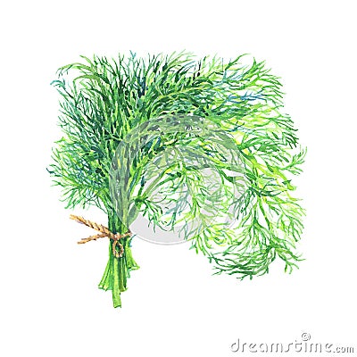 Hand drawn dill on white background. Watercolor isolated fresh greenery Cartoon Illustration