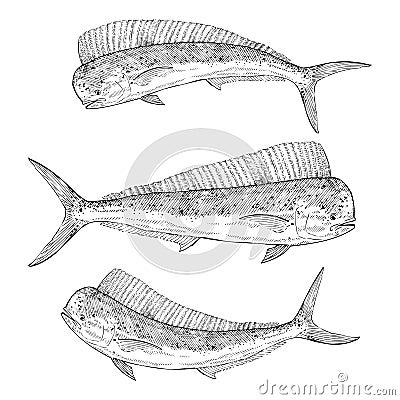 Hand drawn Dolphinfish Vector Illustration