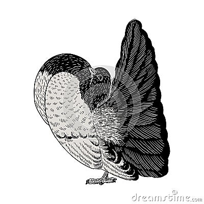 Hand drawn dove illustration Vector Illustration