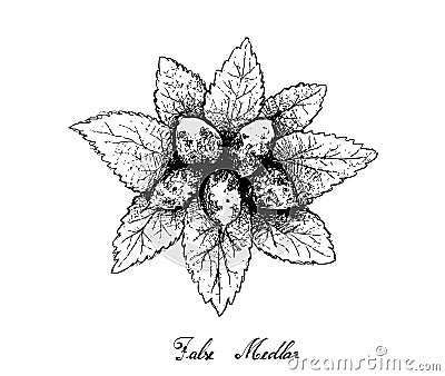 Hand Drawn of Dwarf Whitebeam Fruits on White Background Vector Illustration