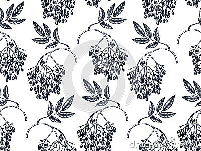 Hand-drawn elderberry vector background in engraved style. Wild berries seamless pattern. Hand drawing. vintage garden berry Vector Illustration