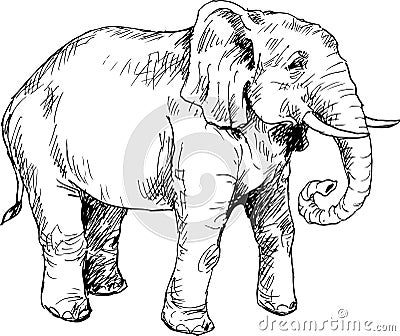 Hand drawn elephant Vector Illustration