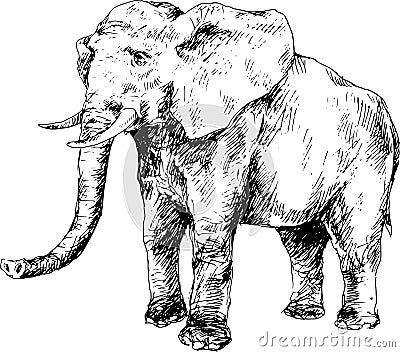 Hand drawn elephant Vector Illustration