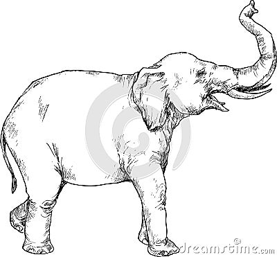 Hand drawn elephant Vector Illustration