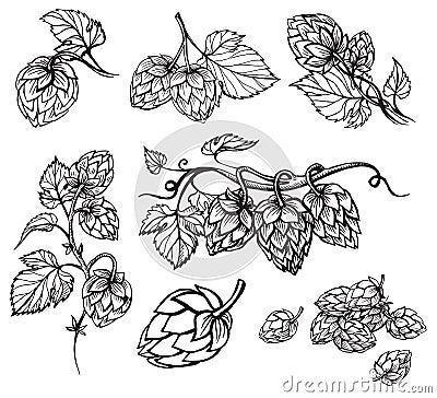 Hand drawn engraving style Hops set. Vector Illustration