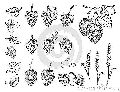 Hand drawn engraving style Hops set. Vector Illustration