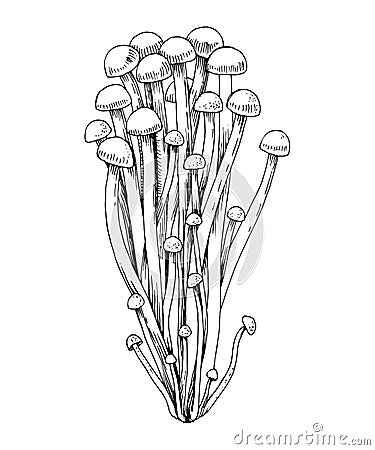 Hand drawn Enoki mushrooms Vector Illustration